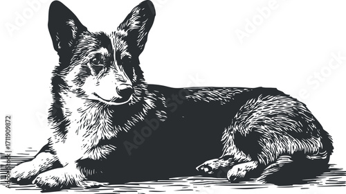 Black and white illustration of a Corgi dog lying down in a relaxed pose.