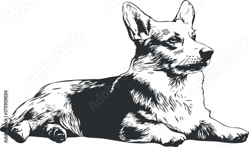 A detailed illustration of a relaxed corgi dog lying down in a stylized black and white design.