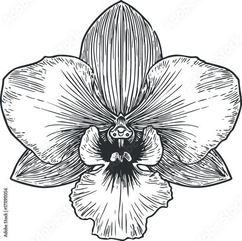 Detailed black and white sketch of an elegant orchid flower illustrating its unique petals and structure.