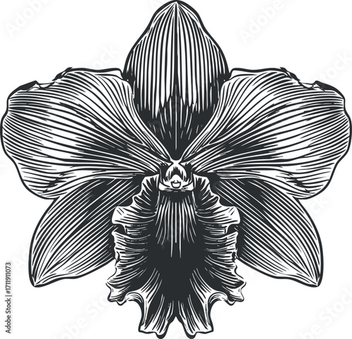 Detailed illustration of an orchid flower showcasing its unique petals and intricate design.