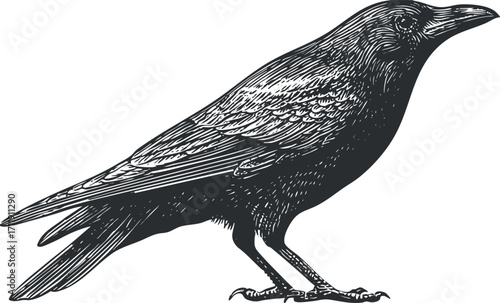 Vintage illustration of a crow in black and white showcasing intricate details and elegance.