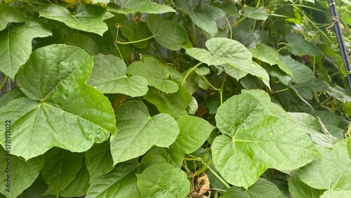 Wallpaper Mural Fresh green vine leaves growing in countryside natural background Torontodigital.ca