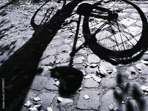 Shadow of a bicycle tied to a tree