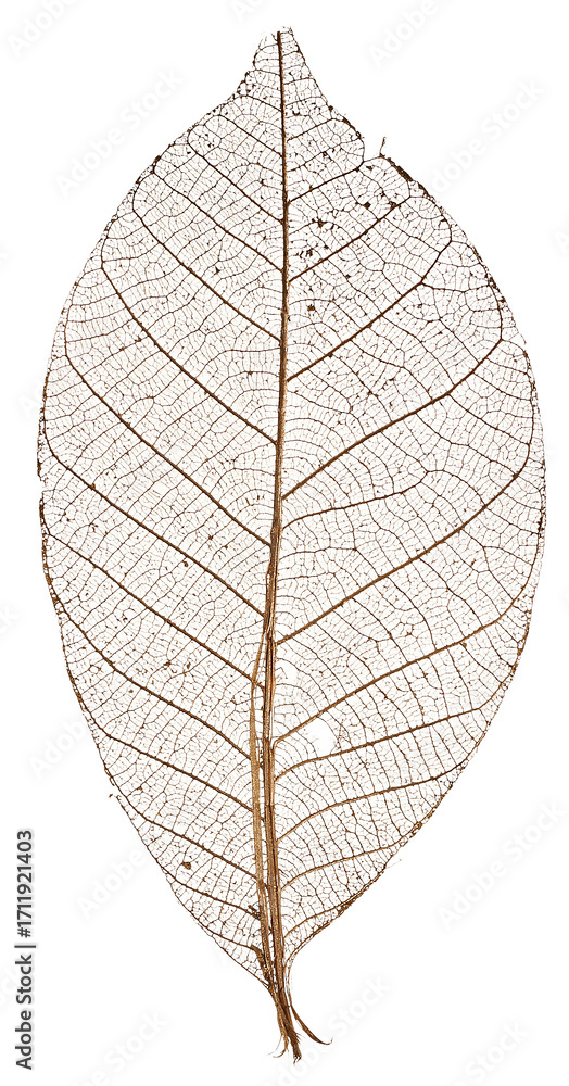 Obraz premium Skeleton Leaf Isolated on White Background
