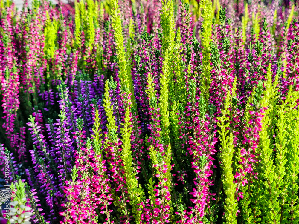 Fototapeta premium Heather, a plant with beautiful autumn colors. 