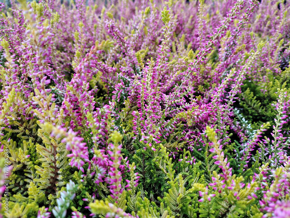 Obraz premium Heather, a plant with beautiful autumn colors. 