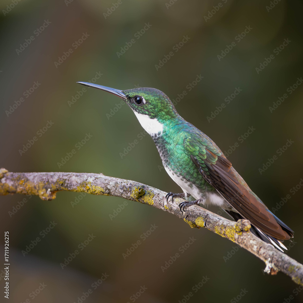 Fototapeta premium great tit on a branch great tit parus major black capped kingfisher great spotted woodpecker