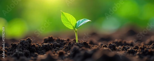 A vibrant close-up of a sprouting seed pushing through rich soil, symbolizing the emergence of new life and the power of nature's evolutionary process , biology, photosynthesis