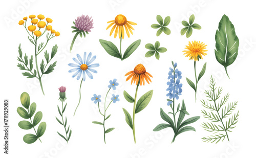 Watercolor wildflower collection with chamomile, clover, and meadow leaves isolated.