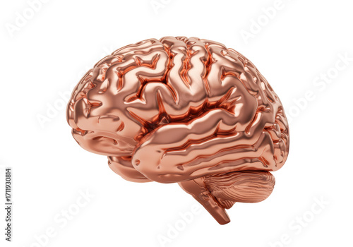 Isolated glossy bronze human brain anatomy model, medical research, neurological study, health