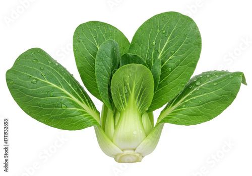 Photos Isolated fresh baby bok choy or pak choi with leaves and water drops for cooking