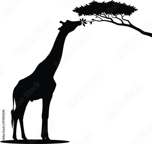 Gentle Giraffe Eating Leaves Silhouette