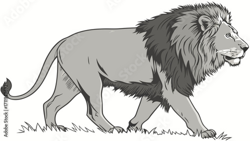 Majestic Male Lion Walking in Grayscale Illustration Wild Animal Vector Graphic African Wildlife Art.