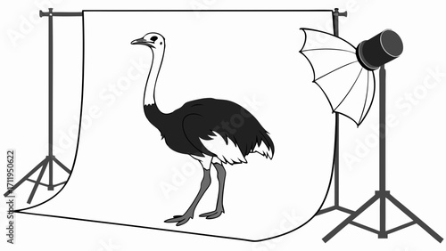Studio Photography of a Large Flightless Bird Backdrop Lighting Equipment Animal Portrait Photo Shoot Setup.