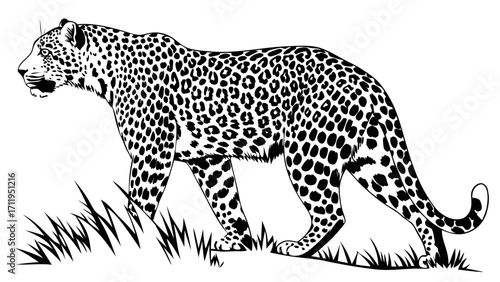 Big cat illustration black and white spotted feline wildlife art animal print nature design graphic vector silhouette predator jungle animal wild animal zoo animal safari wild cat.