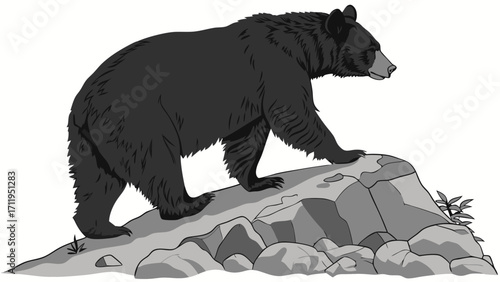 Black Bear on Rocks Wildlife Illustration Nature Clipart Forest Animal Mountain Bear Wild Animal Drawing.