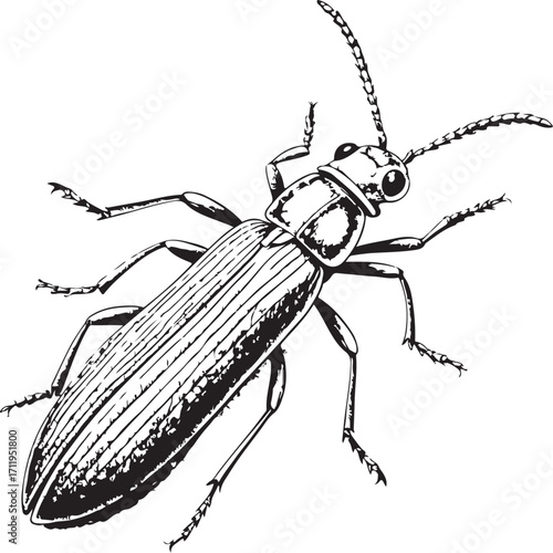 Rice stem borer Insect, Farm Pest in Agriculture, Hand-drawn Engraving Black and White Vector Illustration, Sketch linear line Art, Isolated