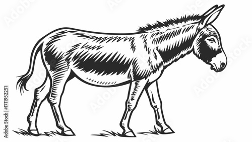 Vintage illustration of a donkey equine animal drawing black and white sketch farm animal livestock graphic design element wildlife art hand-drawn vector illustration zoology equestrian.
