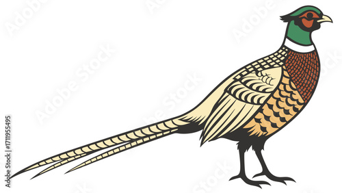Stylized Pheasant Bird Illustration Wildlife Animal Graphic Hunting Bird Design Nature Artwork Vintage Bird Image.