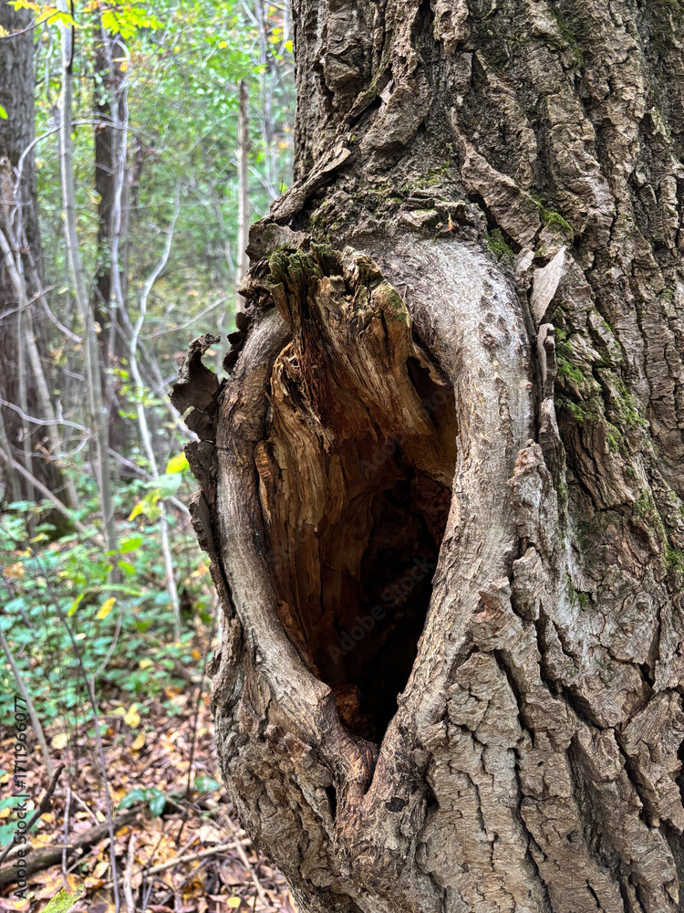 Fototapeta premium Old Tree Trunk with Hollow in Forest