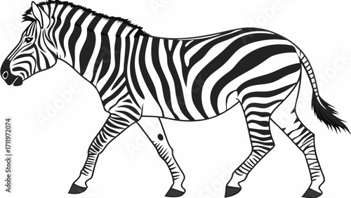 Striped Equine Animal Walking Black and White Zebra Illustration Wildlife Clipart.