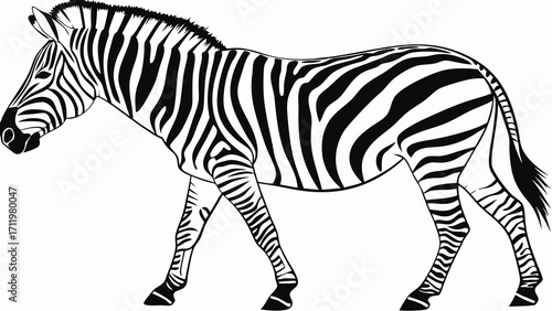 Striped Equine Animal Walking Black and White Zebra Illustration Wild Animal Graphic Design.