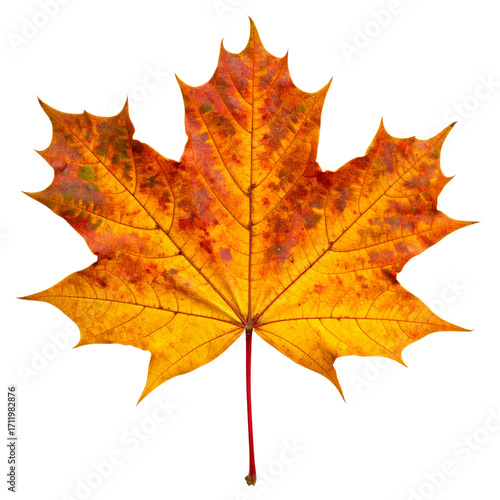 Golden fall maple leaf isolated on a white background with red, orange, and yellow autumn foliage