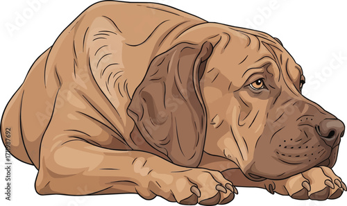 Broholmer dog lying down relaxed pose vector illustration