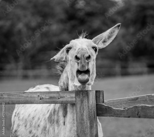 Fotografija jackass