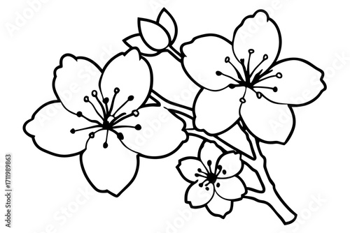 Orchid flower isolated on white