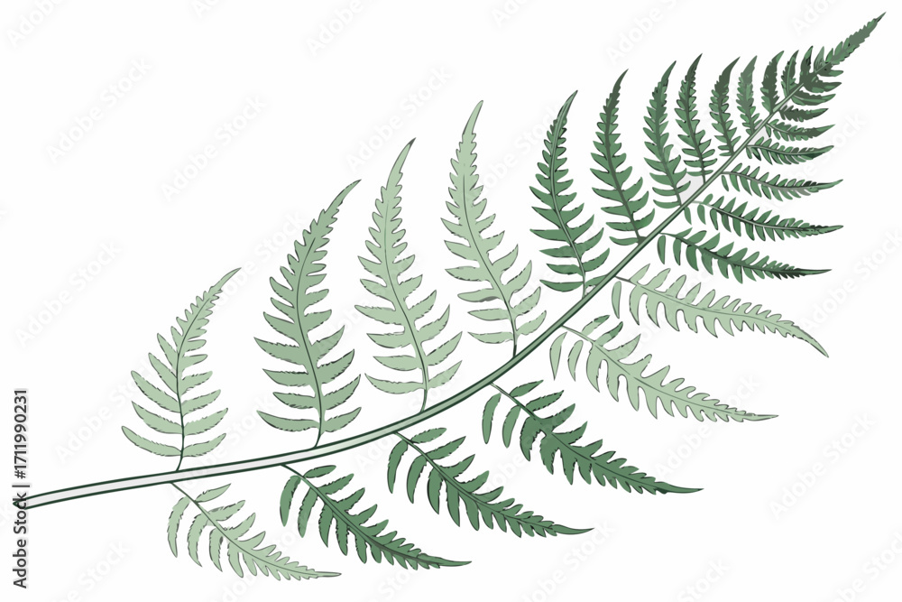 Naklejka premium fern leaf isolated