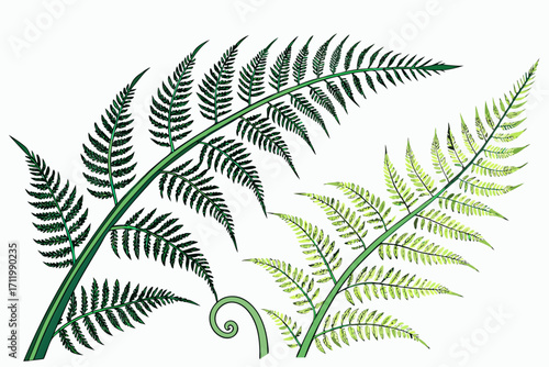 fern leaf isolated on white