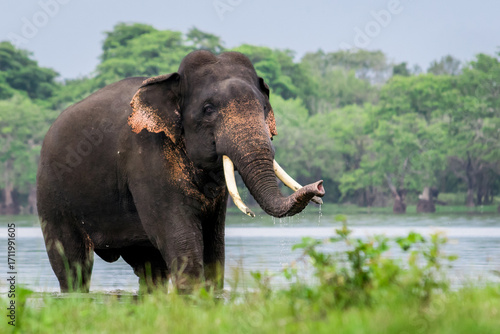 Sri Lankan Elephant, tusker coming out from lake after bath