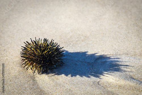 sea urchin on the beach