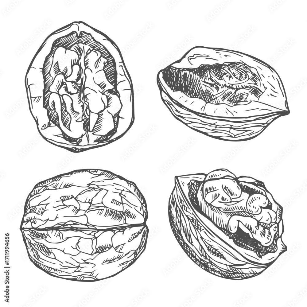 Fototapeta premium Walnut ink sketch set, hand drawn vector illustration.
