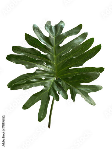 Single leaf of Monstera