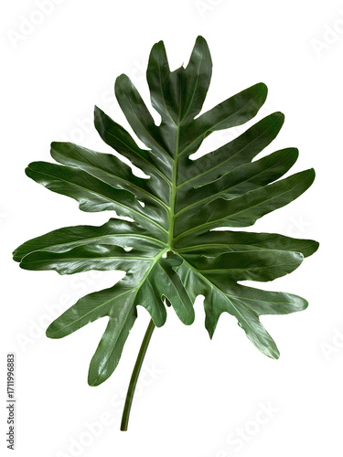 Single leaf of Monstera