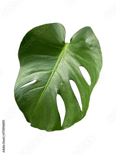 Single leaf of Monstera