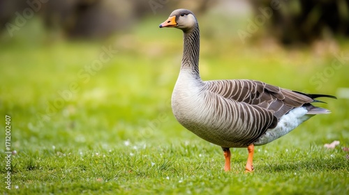 Wallpaper Mural Greylag Goose in Lush Meadow: A Serene Wildlife Encounter Torontodigital.ca