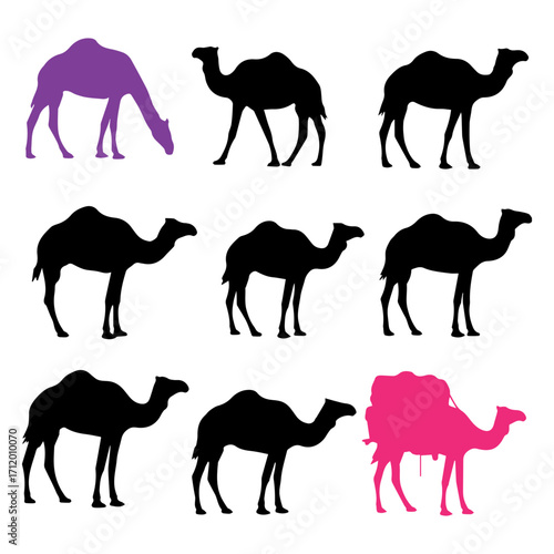 Camel desert animal silhouette vector set


