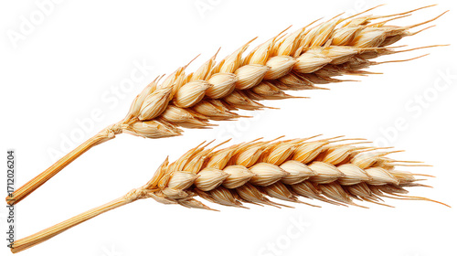 Two Ripe Wheat Stalks on Transparent Background