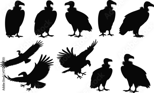 Vulture silhouette collection, flying vulture, perched bird, scavenger vector, black bird outline, wild bird clipart, detailed animal shape, birds of prey illustration