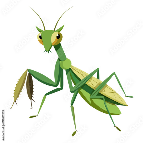 praying mantis isolated on white