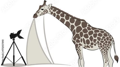Giraffe in a photography studio setup illustration animal photography concept.