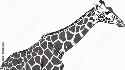 Grayscale illustration of a giraffe animal portrait wildlife art long neck spotted pattern African animal zoo animal safari animal elegant animal nature illustration wildlife drawing f.