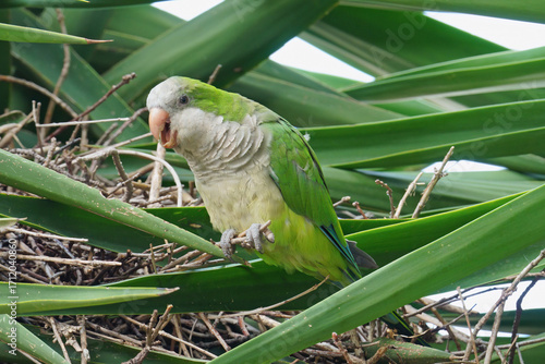 monk parakeet near its nest on a spineless yucca plant
