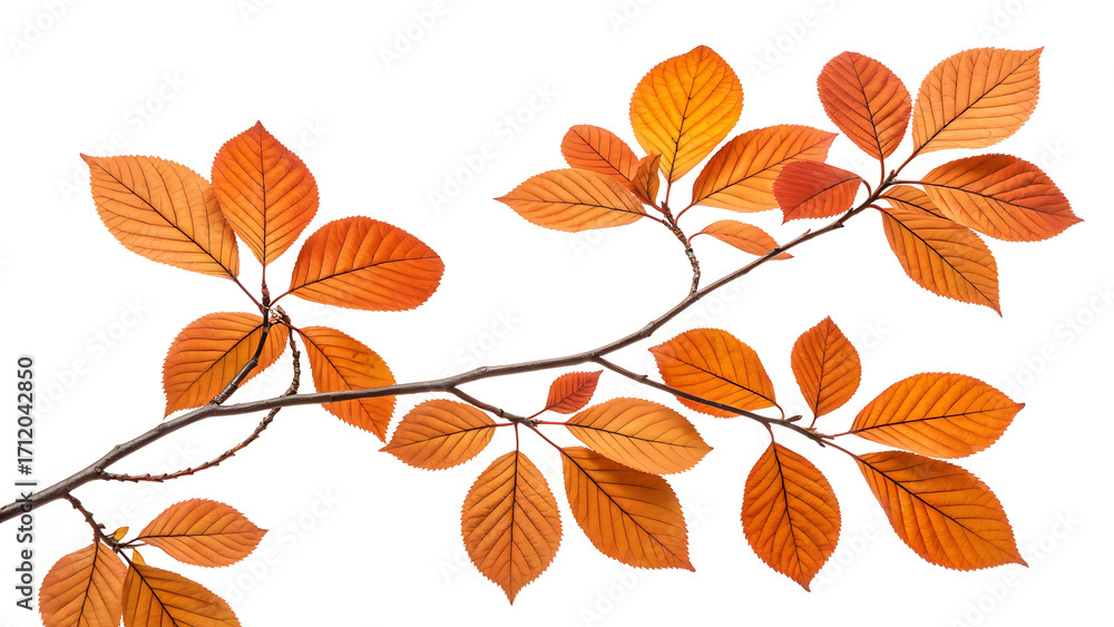Obraz premium Autumn branch with vibrant orange leaves isolated on a white background