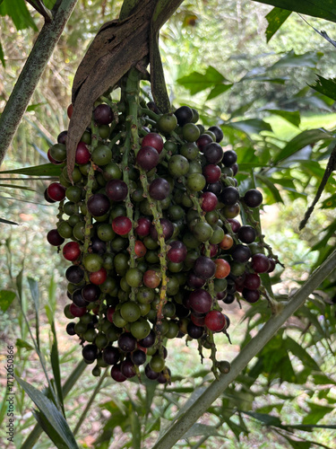 Exotic flower in the botanical garden in Ibagué, Colombia, April 15, 2025 - Image 02