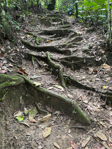 Stairs made of roots in the Botanical Garden in Ibagué, Colombia, South America, April 15, 2025 - Image 01