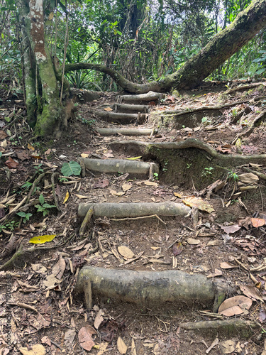 Stairs made of roots in the Botanical Garden in Ibagué, Colombia, South America, April 15, 2025 - Image 04